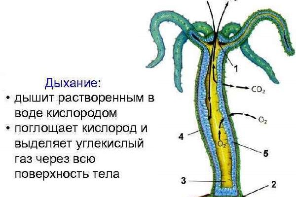 Кракен сайт ссылки актуальные